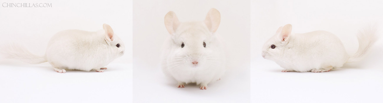 Feature Image for Goldbar Chinchillas